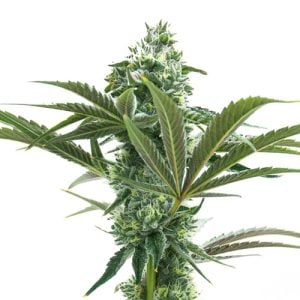 Buy 1 Get 1 FREE – Grape Octane Feminized