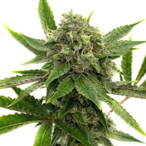 Buy 1 Get 1 FREE – Afghan