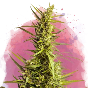 Buy 1 Get 1 FREE – AK-48 Feminized Seeds