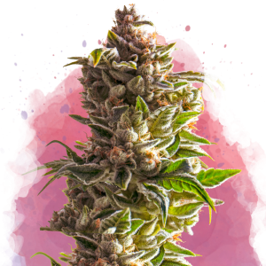 Buy 1 Get 1 FREE – Aurora Indica Feminized Seeds