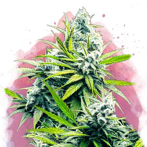 Buy 1 Get 1 FREE – B-52 Feminized Seeds