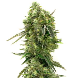 Buy 1 Get 1 FREE – Big Bud Feminized