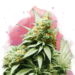 Buy 1 Get 1 FREE – Big Bud Feminized Seeds