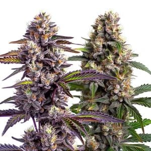 Buy 1 Get 1 FREE on Select Seed Packs