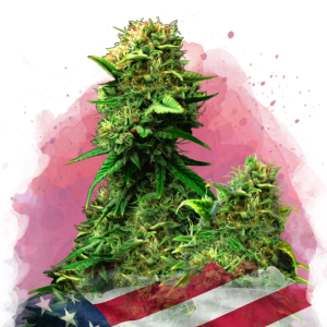 Buy 1 Get 1 FREE – Blue Dream Feminized Seeds