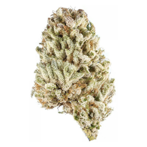 3.5g Cat Piss THCa Flower – Sativa