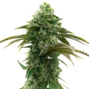 Buy 1 Get 1 FREE – Chocolope Feminized