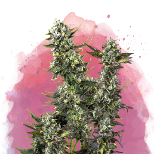 Buy 1 Get 1 FREE – Hindu Kush Feminized