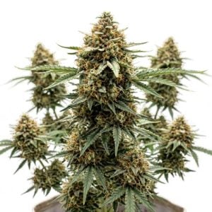 30% Off Autos, Fast Strains & Indoor Classics