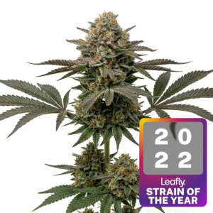 Buy 1 Get 1 FREE – Jealousy Feminized
