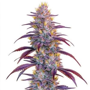 3 FREE Mimosa Seeds