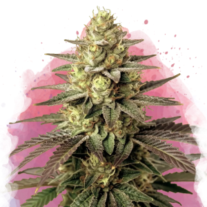 Buy 1 Get 1 FREE – Do Si Dos Feminized Seeds